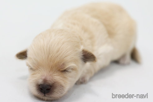 成約済の神奈川県のマルプー:マルチーズ×トイプードル-349634の1枚目